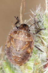Psacasta granulata