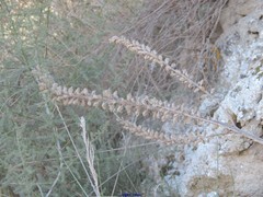 Reseda suffruticosa