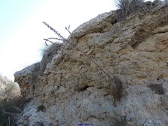 Reseda suffruticosa