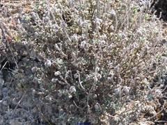 Helianthemum asperum