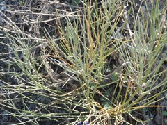 Ephedra distachya