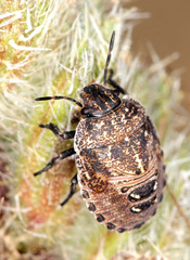Psacasta granulata