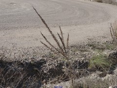 Reseda suffruticosa