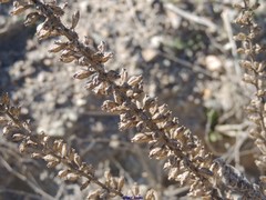 Reseda suffruticosa