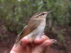 Urosphena squameiceps