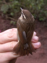 Urosphena squameiceps