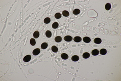 Biscogniauxia marginata