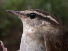 Urosphena squameiceps