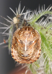 Psacasta granulata