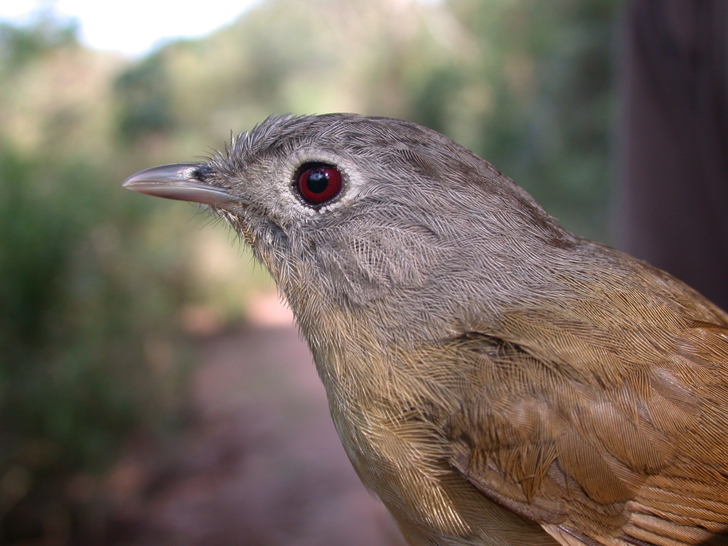 Yunnan Fulvetta