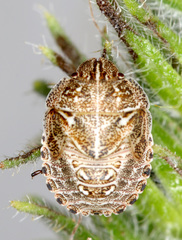 Psacasta granulata
