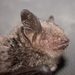 Horsfield's Bat - Photo (c) Manuel Ruedi, some rights reserved (CC BY-NC), uploaded by Manuel Ruedi