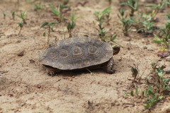 Rhinoclemmys rubida rubida