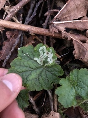 Phytomyza agromyzina group