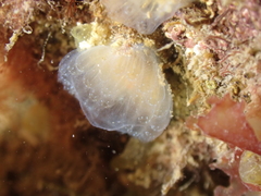 Aplidium glabrum