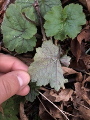 Phytomyza agromyzina group