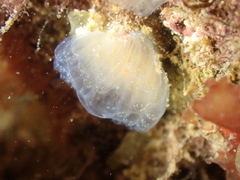 Aplidium glabrum