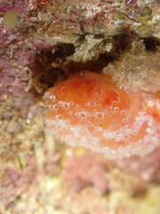 Aplidium elegans