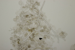 Peronospora lamii