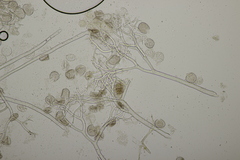 Peronospora lamii