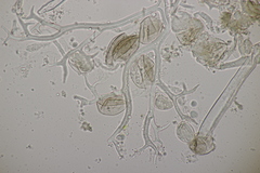 Peronospora lamii