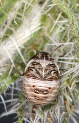 Psacasta tuberculata