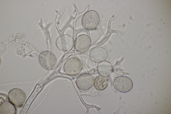 Peronospora lamii