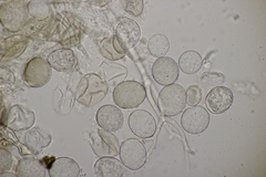 Peronospora lamii