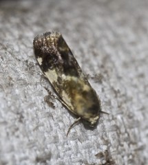 Acontia detrita