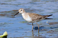 Calidris ferruginea