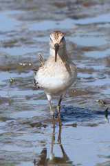 Calidris ferruginea