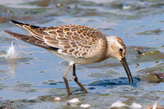 Calidris ferruginea