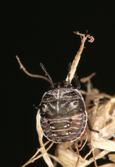 Psacasta tuberculata