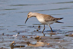 Calidris ferruginea