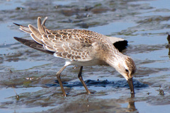 Calidris ferruginea