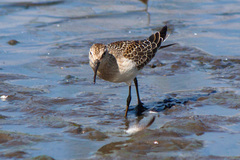 Calidris ferruginea