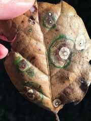 Phytophthora ramorum