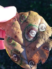 Phytophthora ramorum