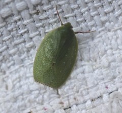 Anabunda murrayfletcheri