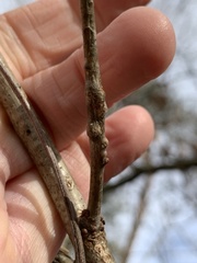 Lasioptera querciperda