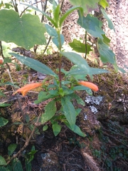 Clinopodium macrostemum