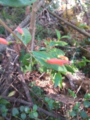 Clinopodium macrostemum