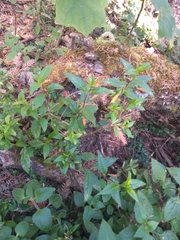 Clinopodium macrostemum