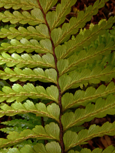 Asplenium caudatum