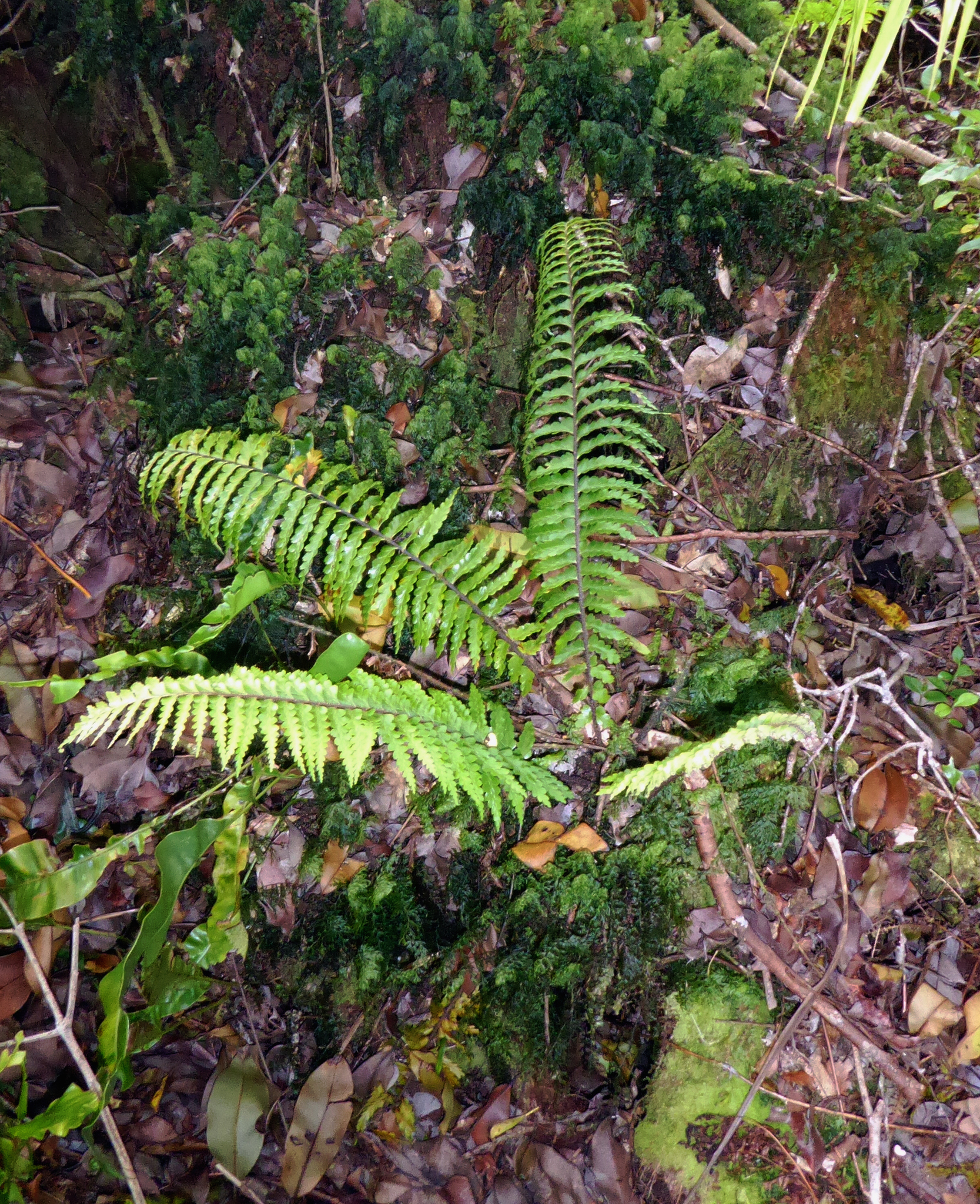 Asplenium caudatum