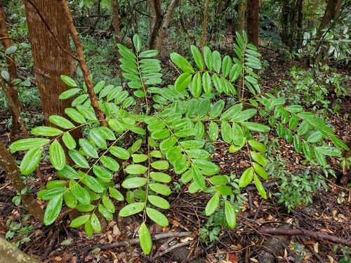 Paradisetree (Simarouba glauca)