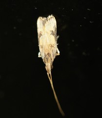 Lecithocera sobria