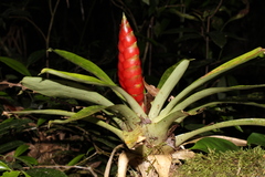 Vriesea rhodostachys