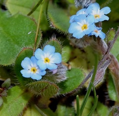 Myosotis ramosissima