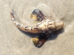 Prionotus scitulus